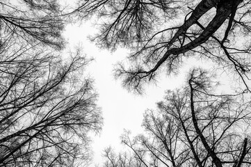 Tree black branch isolated on white. Black and white trees silhouettes on sky background. Bare...