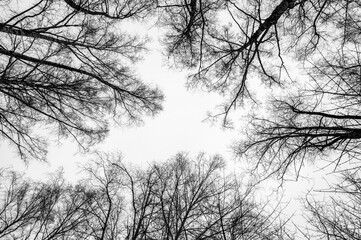 Tree black branch isolated on white. Black and white trees silhouettes on sky background. Bare...