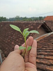 plant in hands