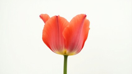 A solitary, vibrant red tulip blossom, its delicate petals slightly curled and radiating from the center, sits elegantly on a pristine, snow-white background, its subtle texture providing a subtle con