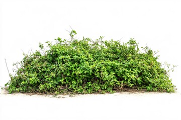 Obraz premium Lush Green Bunch of Plant Growth Isolated on White Background for Nature Themes