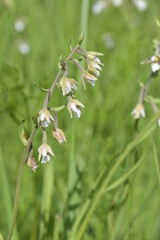 Epipactis palustris