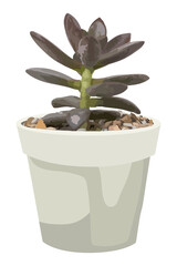 Succulent plant PNG clipart transparent background
