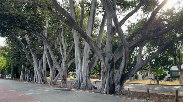 Avenue Row Moreton Bay Fig Trees near Perth Oval, Highgate, Western Australia