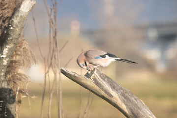 Fauna selvatica Capanno Nisida Poiana