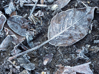 frozen leaves on the ground in a cold morning