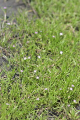 Spergularia salina