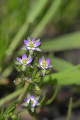 Spergularia salina