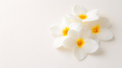 Obraz premium Delicate White Flowers with Bright Yellow Center on Soft White Background