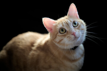 Naklejka premium A cat with orange fur is resting on a black background