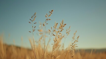 Fototapeta premium wheat stalks swaying in the wind