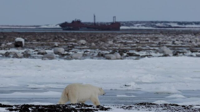 A polar bear walks across the snowy shores of Hudson Bay, navigating icy grounds while a distant shipwreck, the SS Ithaka, looms in the background, emphasizing the stark beauty of its Arctic habitat.