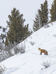Obraz premium Red fox standing in snowy mountain landscape.