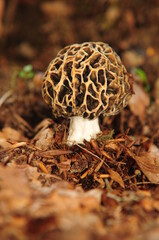 Champignon morille