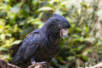 A female Red-tailed Black Cockatoo eating
