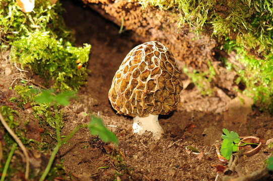 Champignon morille