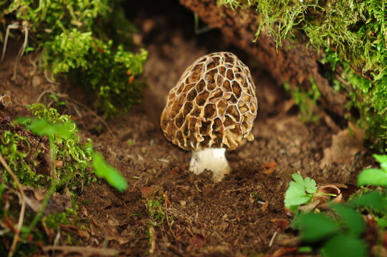 Champignon morille