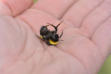 dead bumblebee