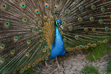 Obraz premium Majestic Peacock Displaying Its Vibrant Plumage in Natural Habitat