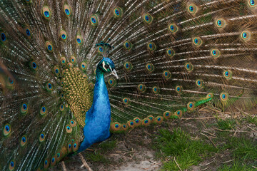 Obraz premium Majestic Peacock Displaying Its Vibrant Plumage in Nature