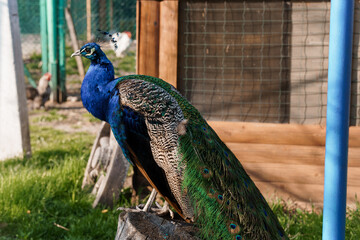 Majestic Peacock Displaying Vibrant Plumage in Natural Habitat