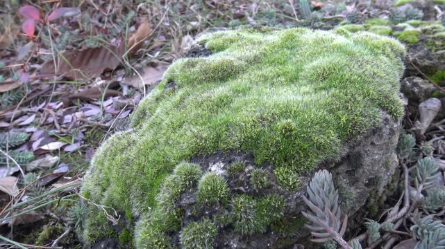 The moss (grey cushioned grimmia grimmia pulvinata green moss) on the stone in the park