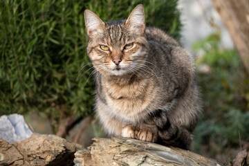 European breed cat in the garden
