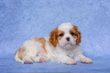 small dog puppy 1 month cavalier king charles spaniel on blue background