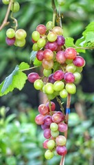 Grape fruit in the garden