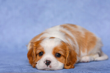 small dog puppy 1 month cavalier king charles spaniel on blue background