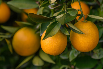 Vibrant oranges hang from lush green branches under warm sunlight in a tranquil orchard