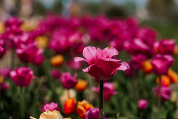 Vibrant Tulip Field Showcasing A Spectrum Of Colors In Bloom