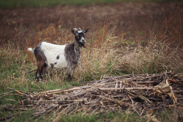 Fototapeta premium A horned goat stands in a grass patch on a farm outside the city. autumn time. Goats are excellent animals that provide milk, which makes delicious cheese. Farming is very hard work.