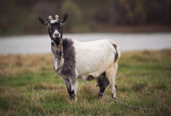 A goat looks at the camera from her pasture. A closeup shot of a horned black and white goat on a farm