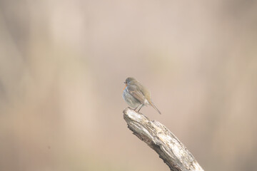 Fauna selvatica Capanno Nisida Poiana