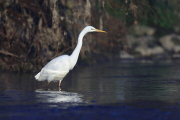 pesca al mattino