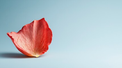 Delicate Red Petal on Soft Blue Background for Floral Design