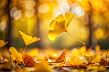 Golden Ginkgo Leaves Falling, Autumn Candid Photography