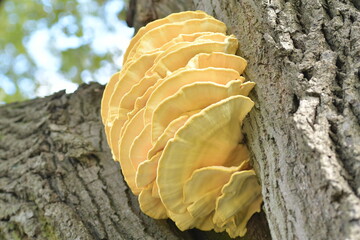 Laetiporus sulphureus