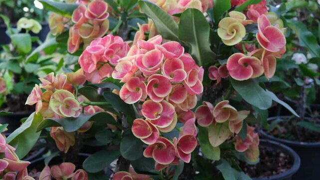 Close up of beautiful orange euphorbia milii, crown of thorns, which is popularly grown in Thailand.
