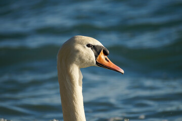 Swan on the lake