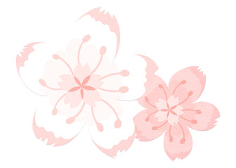 Png cherry blossom pink sakura flowers