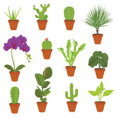 Fototapeta premium Various potted houseplants