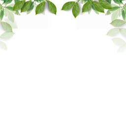 緑の葉のフレーム