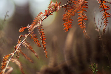 Macro et textures de feuilles de fougère marrons, en hiver