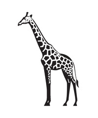 Obraz premium Giraffe silhouette vector with white background