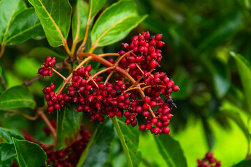 fruits of viburnum tree in autumn