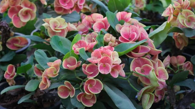 Close up of beautiful orange euphorbia milii, crown of thorns, which is popularly grown in Thailand.
