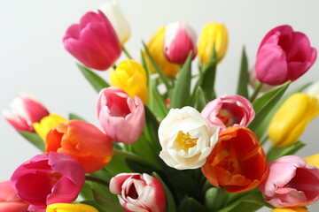 Beautiful fresh tulips on light background