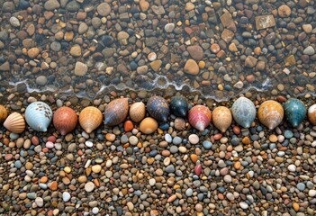 seashells on the sand